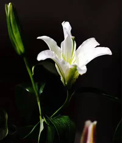 一朵百合花的寓意  一朵百合花的寓意--第1张