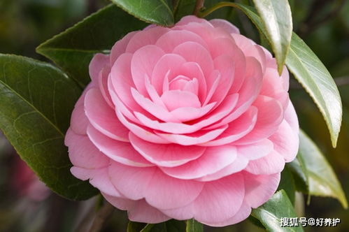 山茶花的花语和传说  山茶花的花语和传说--第1张