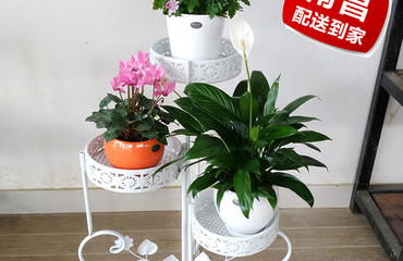 中国花卉盆景网  中国花卉盆景网，引领花卉盆景行业的在线平台，中国花卉盆景网，引领花卉盆景行业的在线平台，打造行业新标杆--第1张