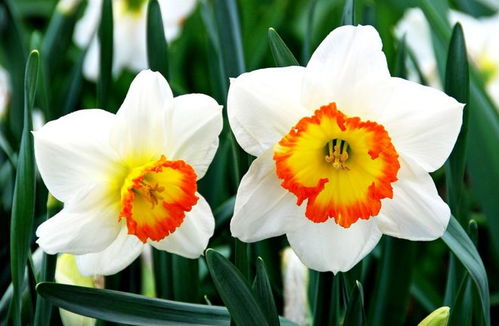 郁金香花图片  郁金香花图片，美丽与优雅的完美结合，郁金香花之美，优雅与美丽的完美结合--第1张