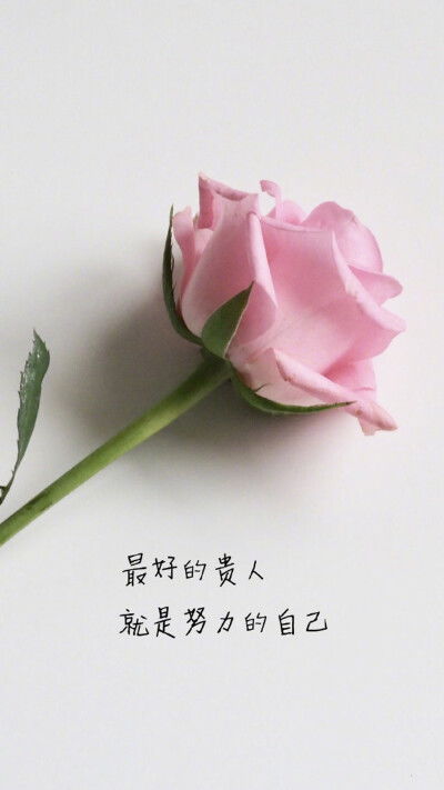适合拍玫瑰花发朋友圈的句子  适合拍玫瑰花发朋友圈的句子，浪漫玫瑰花语，让朋友圈瞬间充满诗意--第1张
