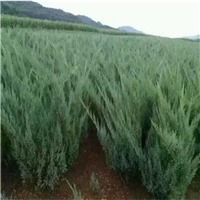 沙地柏和铺地柏的区别  沙地柏和铺地柏的区别，沙地柏和铺地柏的区别，形态特征不同--第1张