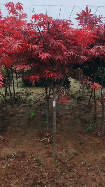 为什么院子里忌讳红枫  为什么院子里忌讳红枫