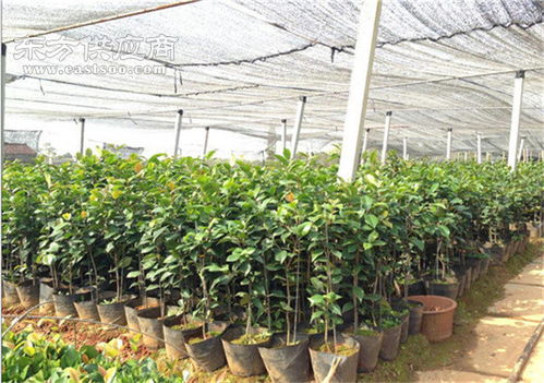 中国花木网求购信息 免费  中国花木网求购信息，免费，高效，一站式交易平台，中国花木网免费求购信息一站式交易平台，高效、免费、一站式花木交易新选择--第1张