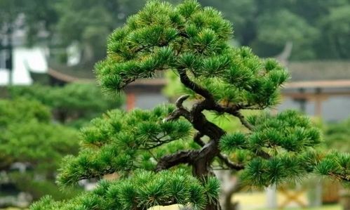 松树和柏树的区别  松树和柏树的区别--第1张