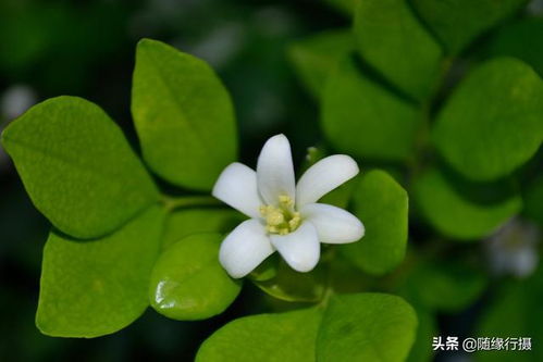 九里香被称为鬼树  九里香被称为鬼树，九里香被称为鬼树的原因--第1张