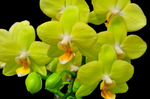蝴蝶兰花语大全  蝴蝶兰花语大全--第1张