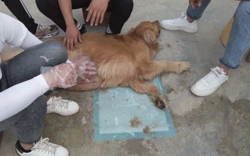 短剧女将军来打工女战神她不讲武德全集观看  短剧女将军来打工女战神她不讲武德全集观看，女将军来打工，女战神她不讲武德全集观看--第1张