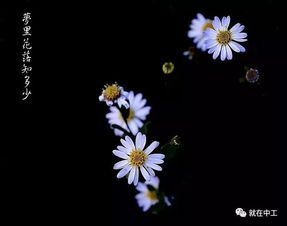 梦里花落知多少免费全集资讯  梦里花落知多少，免费全集资讯，梦里花落知多少免费全集阅读--第1张
