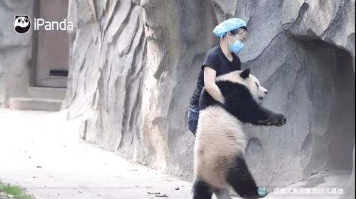 月光姐姐回来了免费全集资讯  月光姐姐回来了！免费全集资讯，月光姐姐回来了！全集免费观看--第1张