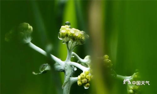 春雨无声免费全集资讯  ，春雨无声，免费全集资讯，春雨无声免费全集资讯，聆听春天的声音--第1张