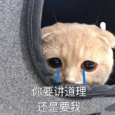 魔幻手机王飞乔短剧  魔幻手机王飞乔短剧，穿越时空的奇妙冒险，穿越时空的奇妙冒险，魔幻手机王飞乔短剧--第1张