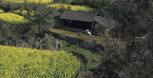 阳光照进小山村杨景景短剧  阳光照进小山村——杨景景短剧的魅力--第1张