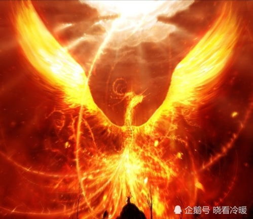 凤凰涅槃短剧  凤凰涅槃短剧--第1张
