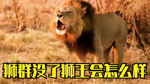 狮王归来短剧在线观看全集  狮王归来短剧在线观看全集--第1张