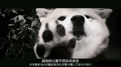 放弃所有拥有你卢c鹿鹿短剧在线观看全集  放弃所有拥有你卢c鹿鹿短剧在线观看全集，放弃所有拥有你卢c鹿鹿短剧在线观看全集，一段情感的终结--第1张