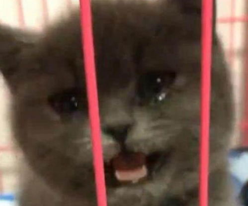 新版她死后薄爷跪在墓前哭成狗短剧在线观看全集  新版她死后薄爷跪在墓前哭成狗短剧在线观看全集，新版她死后薄爷跪在墓前哭成狗--第1张