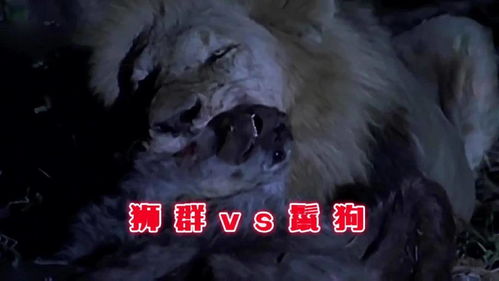 狮王归来短剧在线观看全集  狮王归来短剧在线观看全集，狮王归来，短剧在线观看--第1张