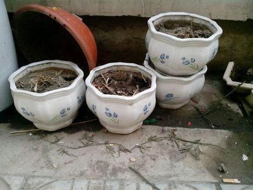 逃婚后被豪门大佬捡回家短剧在线观看全集  逃婚后被豪门大佬捡回家短剧在线观看全集--第1张