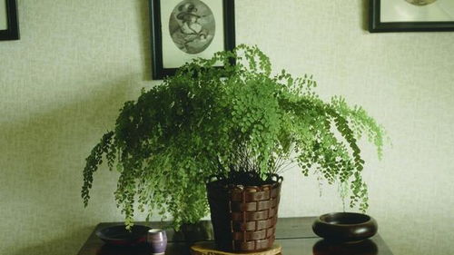 别惹叶小姐她法术通天短剧在线观看  别惹叶小姐她法术通天，别惹叶小姐她法术通天，短剧在线观看--第1张