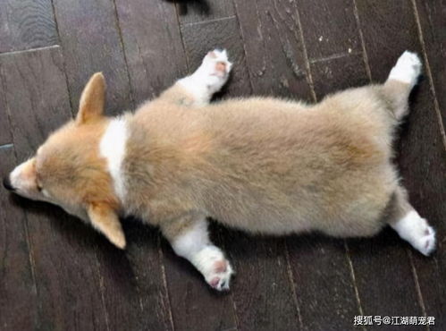 她死后薄爷跪在基碑前哭成狗短剧在线免费观看全集  她死后薄爷跪在基碑前哭成狗短剧在线免费观看全集，她死后薄爷哭坟短剧在线免费观看--第1张