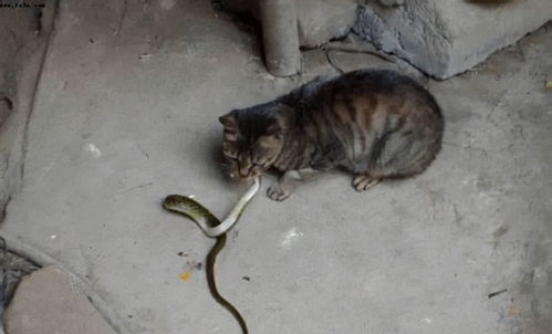 变成猫后我被死对头宠上天短剧在线免费观看全集  变成猫后我被死对头宠上天--第1张
