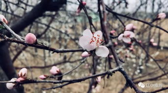 时光静待花开短剧在线免费观看全集  时光静待花开，时光静待花开，全集免费观看--第1张