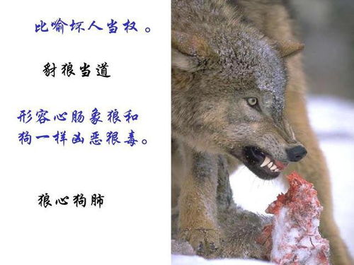 我三个狼心狗肺的东西短剧全集在线观看  我三个狼心狗肺的东西短剧全集在线观看--第1张