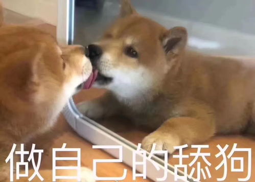 我再也不想恋爱了我有九千万亿舔狗金短剧全集在线观看  我再也不想恋爱了，一个富有的年轻人不再渴望恋爱，因为他有九千万亿舔狗金，并拥有全集短剧资源。--第1张