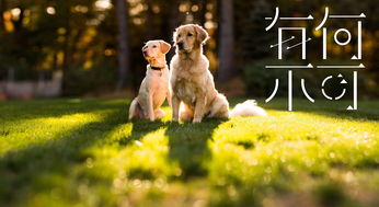 二狗的开挂人生短剧全集在线观看  二狗的开挂人生短剧全集在线观看，二狗的开挂人生，短剧全集在线观看--第1张