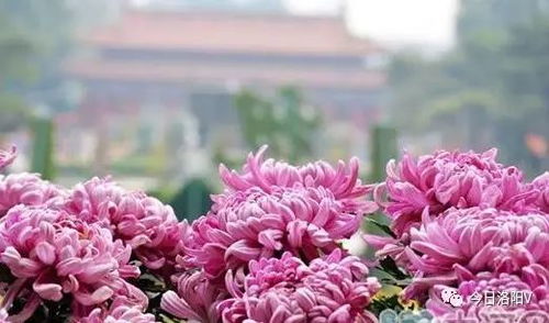 春棠花欲醉短剧资讯  春棠花欲醉短剧资讯--第1张