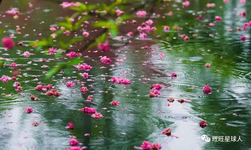 雨落花正开短剧资讯  雨落花正开短剧资讯，雨落花正开，短剧资讯--第1张