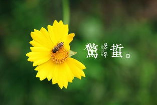 惊蛰短剧在线资讯  惊蛰短剧在线资讯，惊蛰短剧热门推荐--第1张