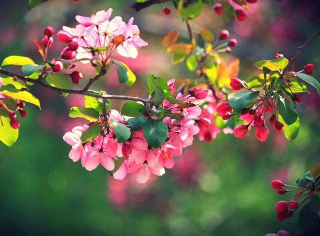 一树梨花压海棠新我在八零年代当后妈短剧在线资讯  一树梨花压海棠新，我在八零年代当后妈短剧在线资讯，一树梨花压海棠新，我在八零年代当后妈短剧预告--第1张