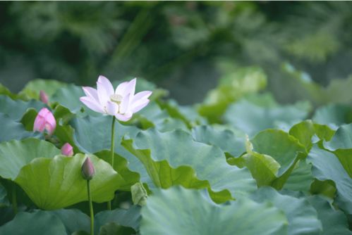 琅琊王短剧在线资讯  琅琊王短剧，精彩短剧在线资讯，琅琊王短剧精彩瞬间在线分享--第1张