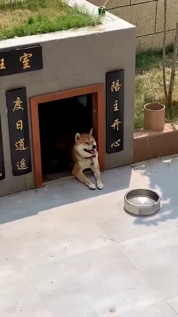 离开狗窝后我重返巅峰短剧在线资讯  离开狗窝后我重返巅峰，离开狗窝后我重返巅峰，狗生逆袭之路--第1张