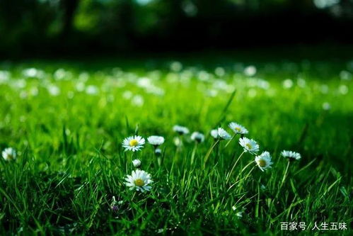时光静待花开短剧在线资讯  时光静待花开短剧在线资讯，时光静待花开短剧在线资讯，一部关于爱情与成长的短剧--第1张
