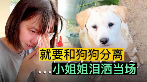 顾少超甜想做姐姐的小奶狗短剧免费资讯  顾少超甜想做姐姐的小奶狗短剧免费资讯，顾少超甜想做姐姐的小奶狗短剧免费资讯，超甜的姐弟恋故事--第1张