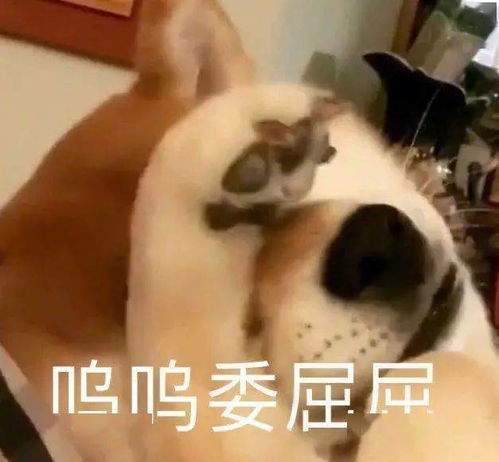重生开局舔狗金制霸系统短剧免费资讯  重生开局舔狗金制霸系统短剧免费资讯，重生开局舔狗金制霸系统免费资讯--第1张