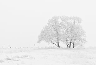雪落下的声音短剧免费资讯  雪落下的声音，一段冬日短剧的免费资讯，冬日短剧热播，雪落下的声音--第1张