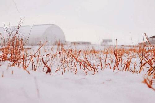 雪落下的声音短剧免费资讯  雪落下的声音，雪落下的声音短剧免费观看--第1张