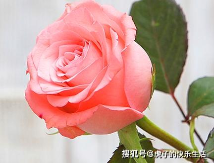 玫瑰藏在浅风里左一短剧免费资讯  玫瑰藏在浅风里，左一短剧免费资讯--第1张