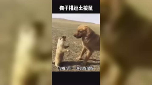 免费看河马短剧视频全部合集_播放河马的电影--第1张