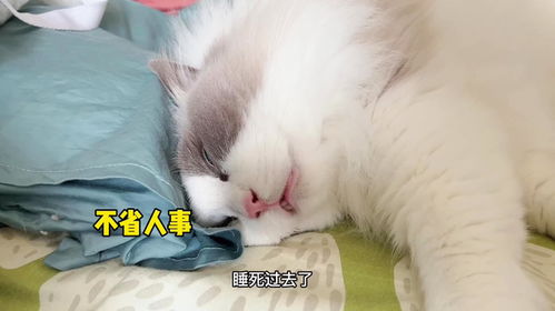 变成猫后我被死对头宠上天短剧全集免费观看资讯 变成猫了--第1张