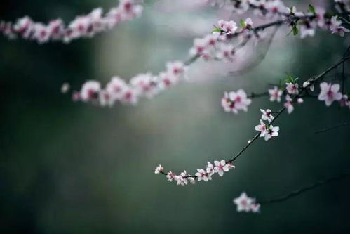 落花时节再逢君短剧全集免费观看资讯 落花时节又逢君第一集--第1张
