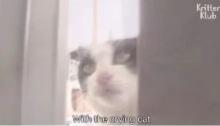 猫的报恩七次初吻短剧在线免费观看全集资讯，猫的报恩中的奇幻爱情故事--第1张