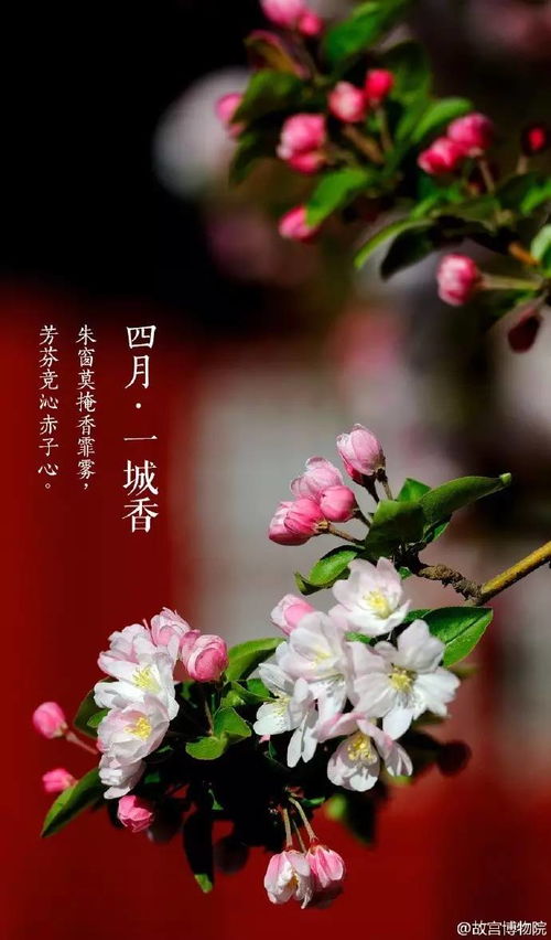 人间芳菲四月天短剧剧情资讯--第1张