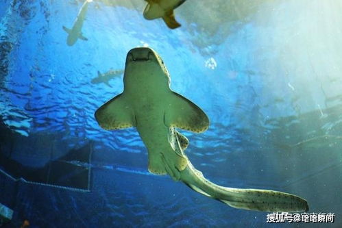 深海没有光，深海鱼的自述--第1张