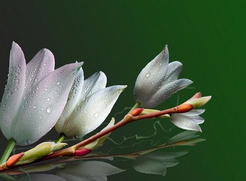 玉棠春醉短剧全集，花语传情--第1张