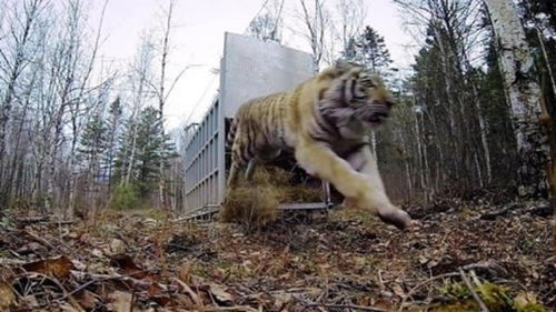 猛虎归都短剧全集剧情 猛虎归山--第1张